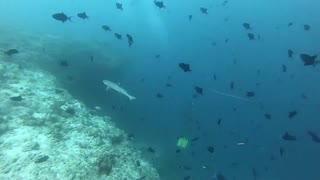 Ocean life : Bubble Rings vs Sharks