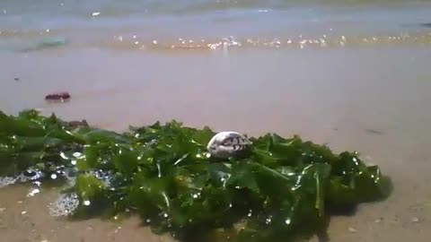 Marisco em cima do sargaço, curte o mar e as ondas num dia de sol [Nature & Animals]