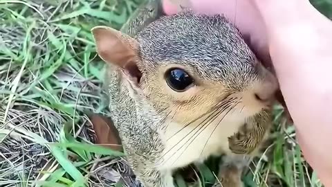 Rescue a squirrel