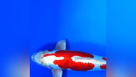 beautiful koi fish