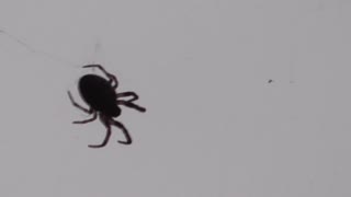 191 Toussaint Wildlife - Oak Harbor Ohio - Spider Gets Fooled
