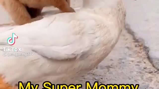 Mommy Duck and Baby Dog