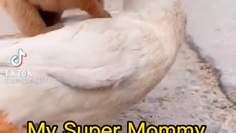 Mommy Duck and Baby Dog