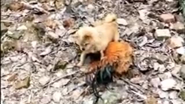 Chicken Bullies Dog - Chicken VS Dog Funny fight