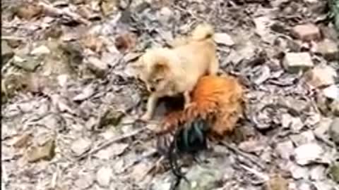 Chicken Bullies Dog - Chicken VS Dog Funny fight