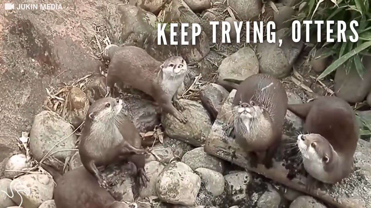 Otters Can't Take Their Eyes Off Of This Butterfly