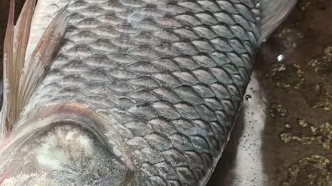 rohu fish video video l big rohu fish live video in fish market#shorts