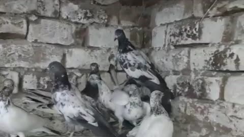 Beautiful pigeon breeder pair best flying