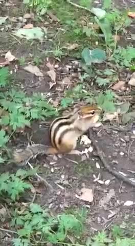 A cute eastern Chipmunk (tamias) eating peanuts.