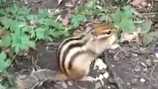 A cute eastern Chipmunk (tamias) eating peanuts.