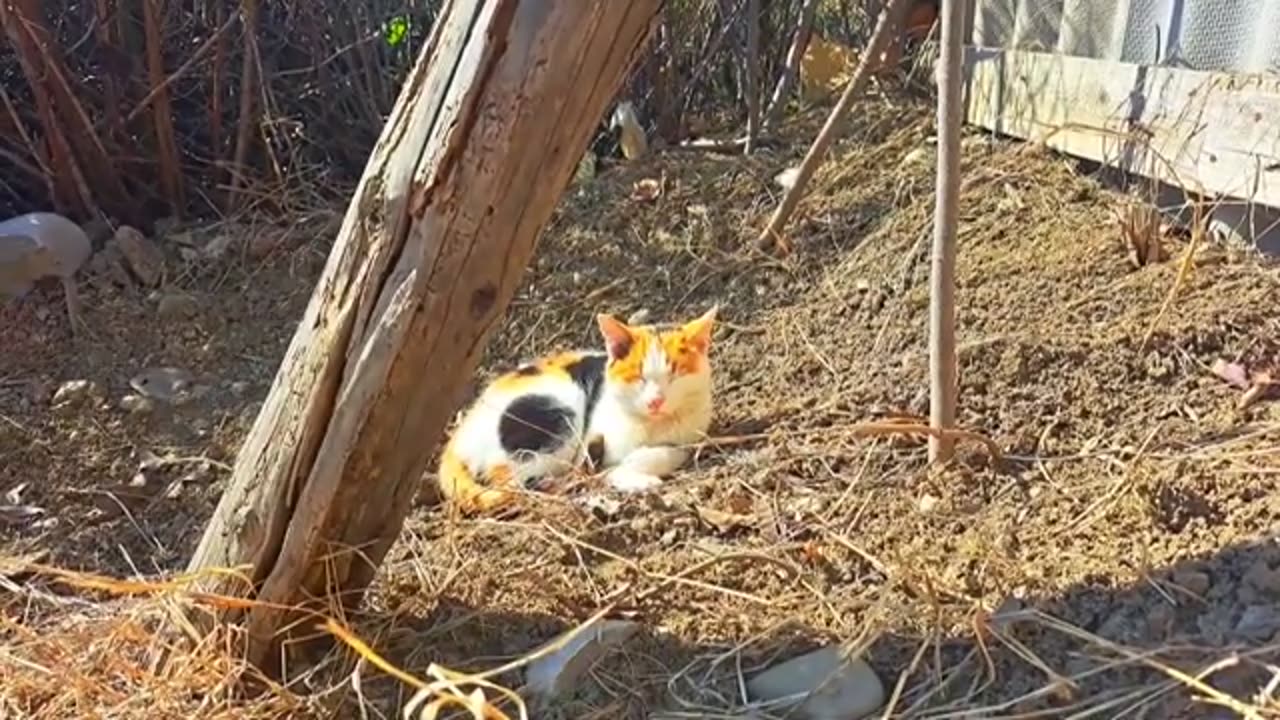 A cute colorful cat is sleeping 🥰 Relaxing cat video.