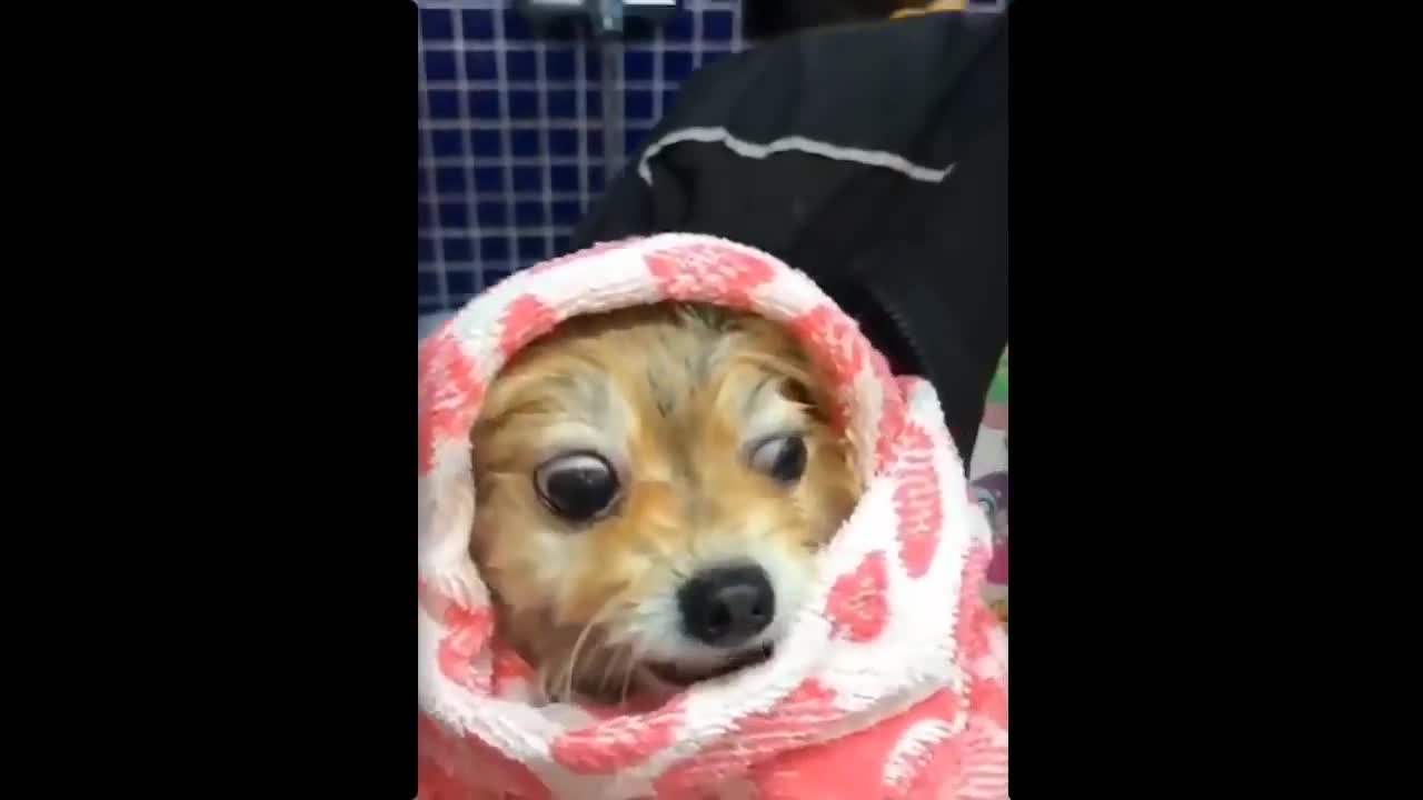 funny pets enjoying and playing 1