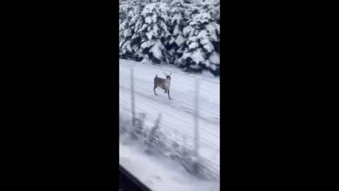 This Reindeer Easily Keeps Pace With A Train