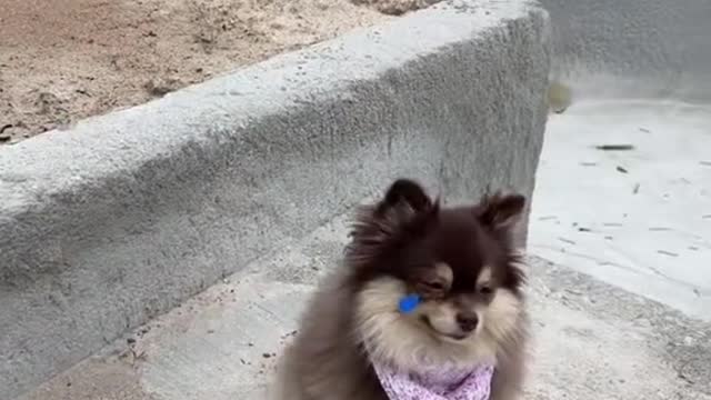 Do you cheer Suki up🥺❤️