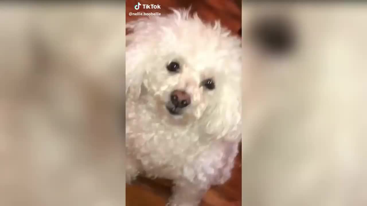 funny cute tiktok animals compilation