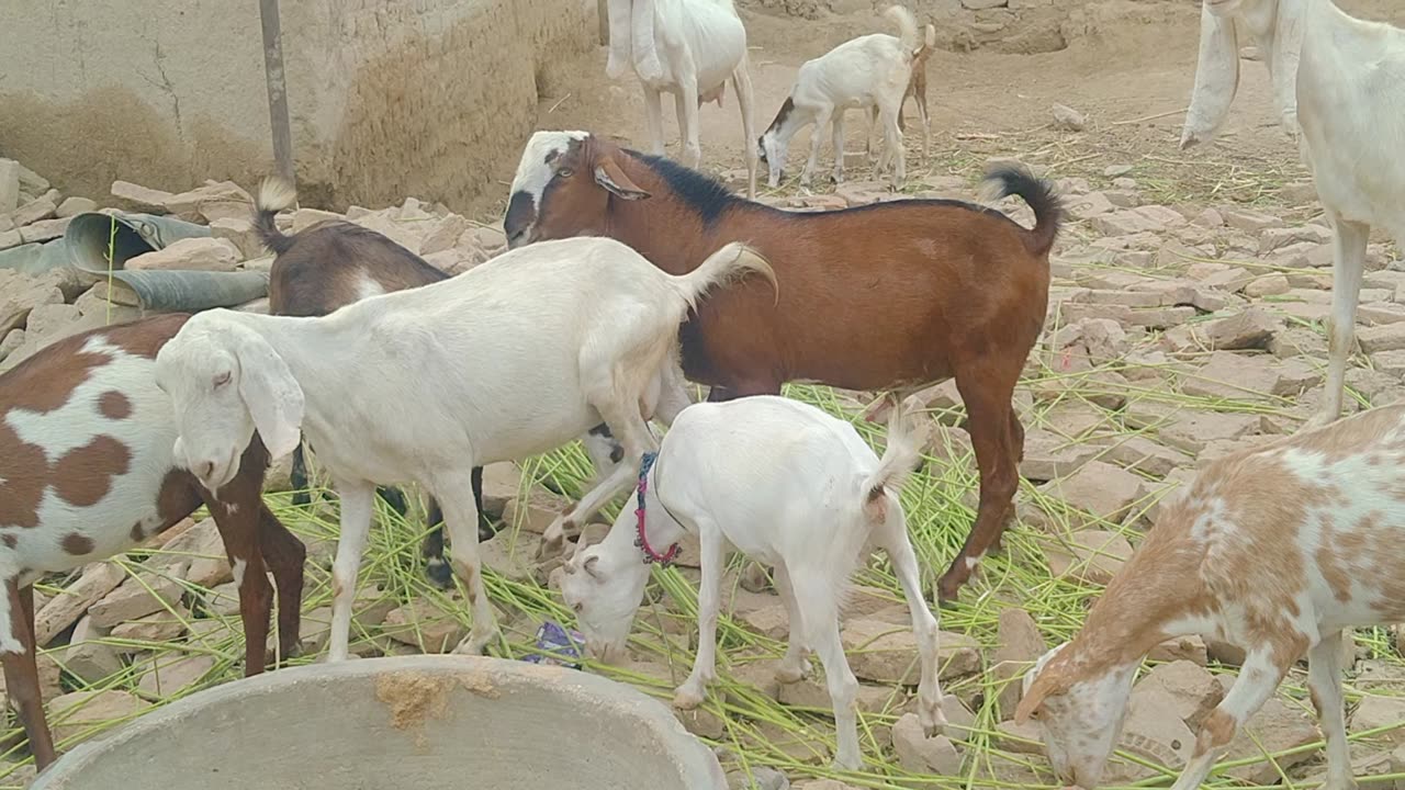 Murrah Goat Meeting First Time