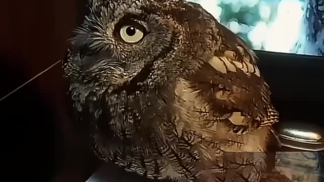 The owl