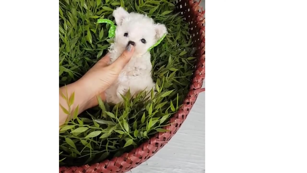 Cute puppy video