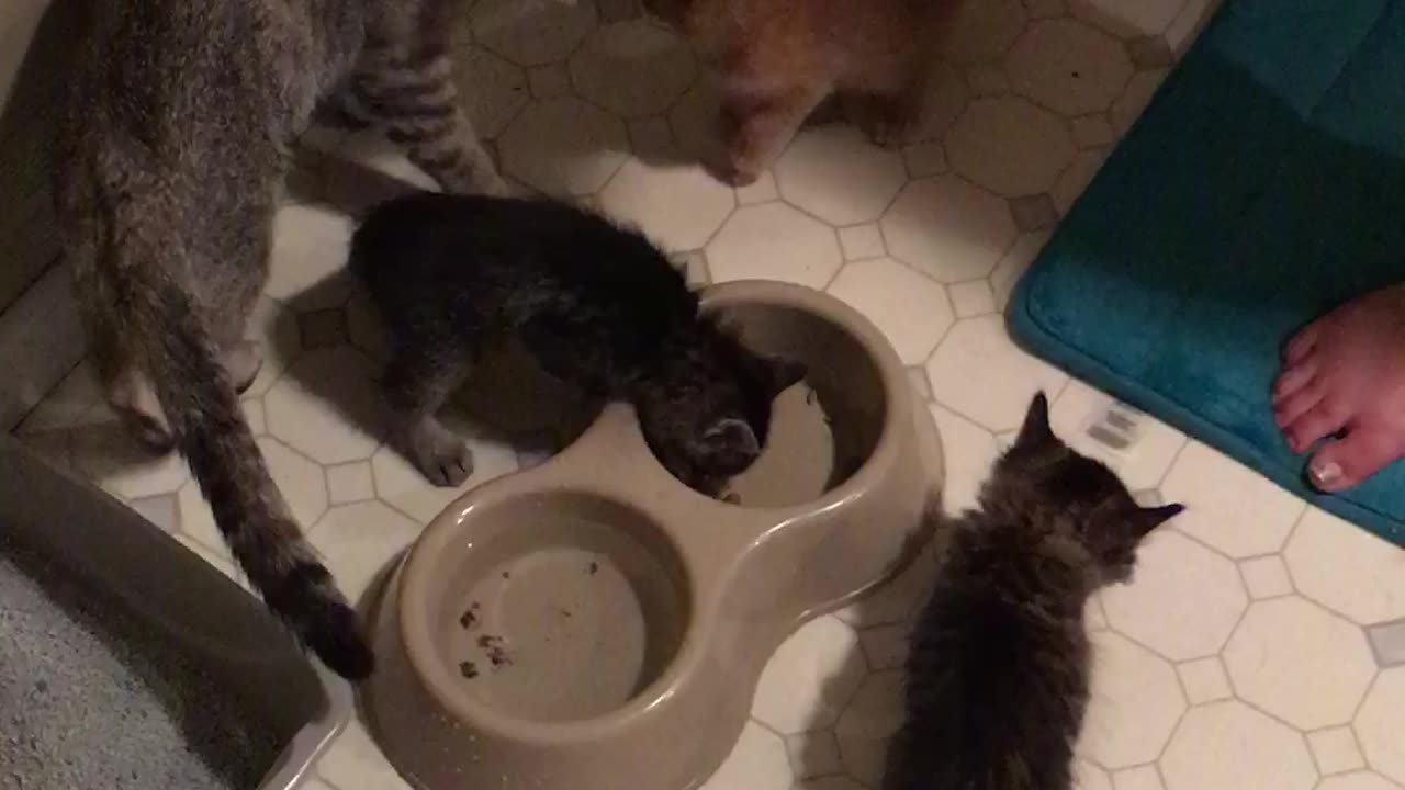 Playful Kittens