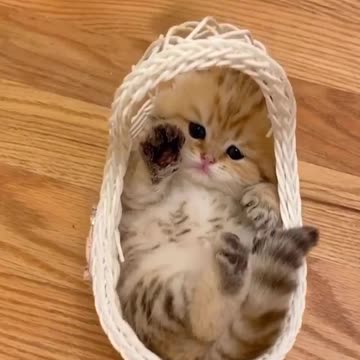 Super_adorable_🥰😍💖... more