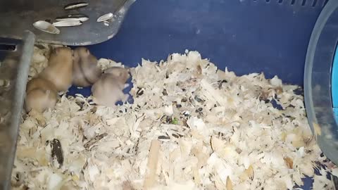 Lovely little hamsters.