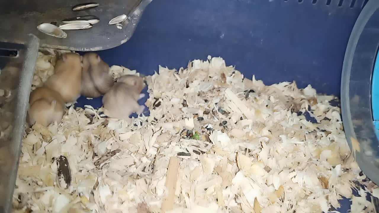 Lovely little hamsters.