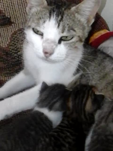 a pussy that attacked me