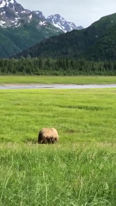 Video Of Bear