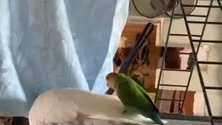 Peachie vs Cockatoo