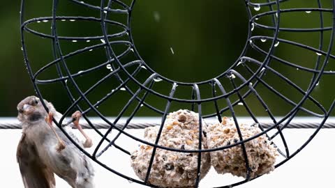 This sparrow suffers to get its own food