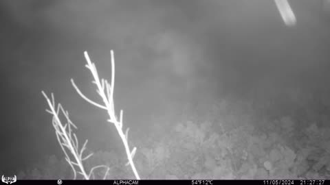 Black Bear Investigates Trail Camera