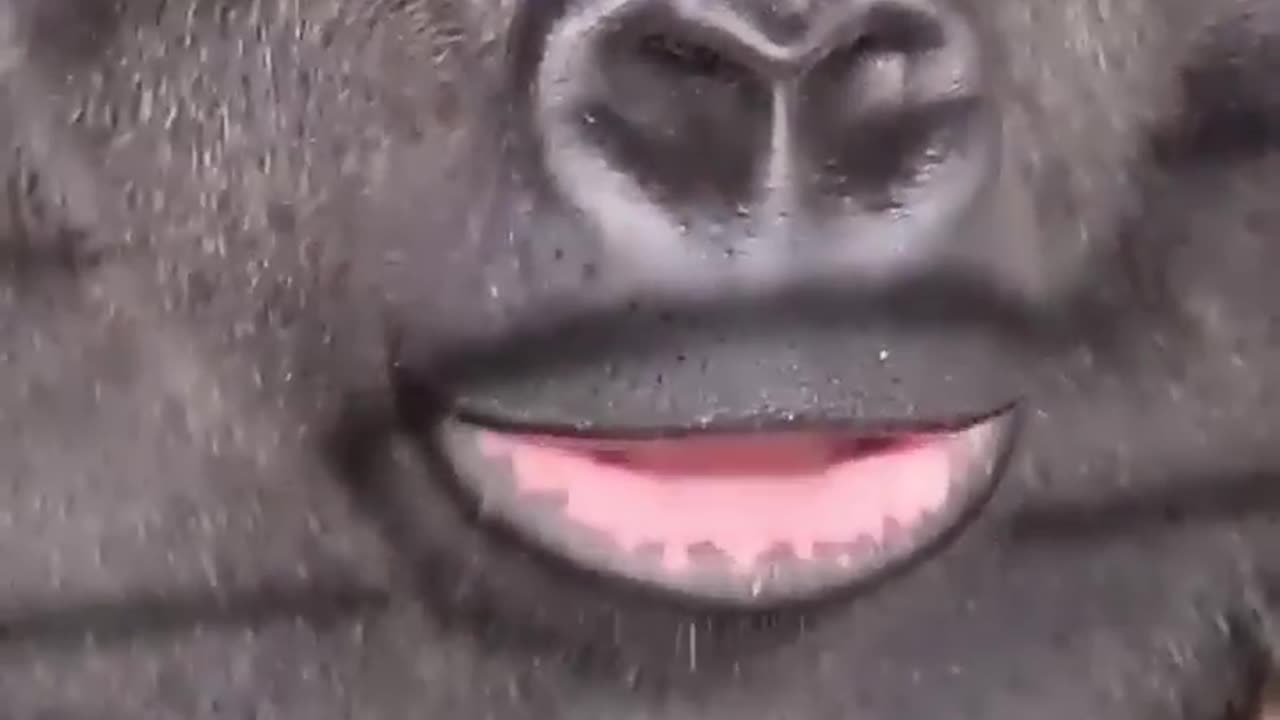 Gorillas can get all of their water from their food! #gorilla #asmr #mukbang #eating