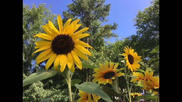 Southeast Texas Backyard Wildlife 111