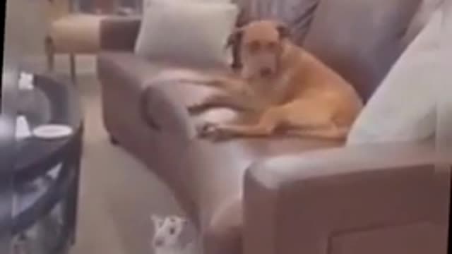 Funny dog and cat video 😂😂😂😂