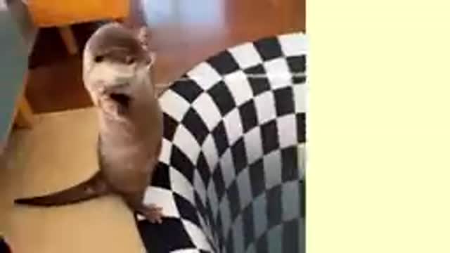 Can Otters See Optical Illusions? | Indoor Sinkhole