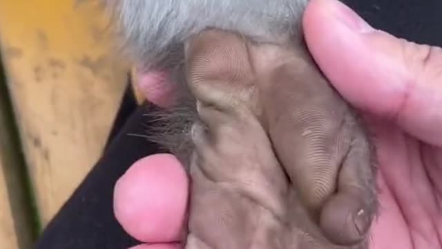 🥰 cutest hand ever