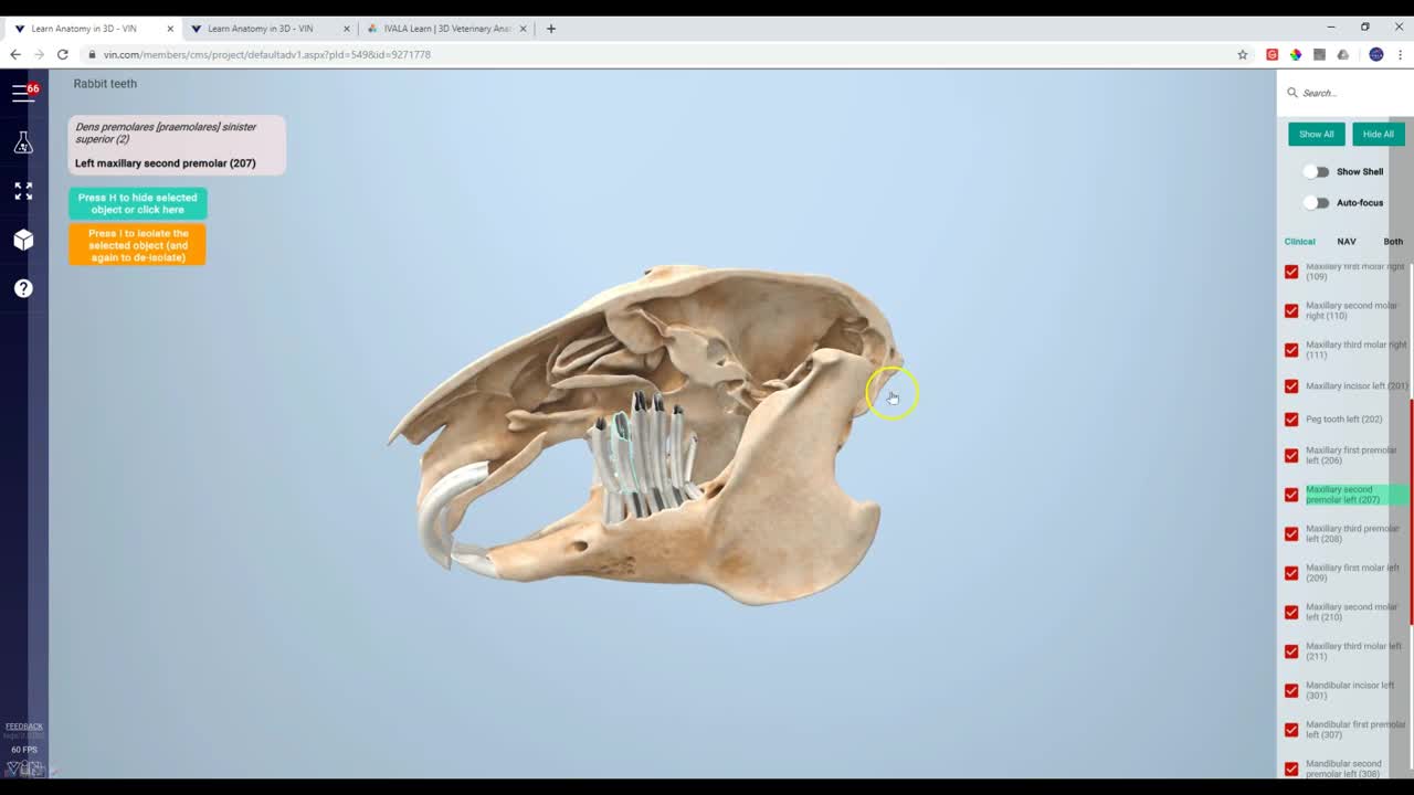 Rabbit teeth - 3D Veterinary Anatomy & Learning IVALA