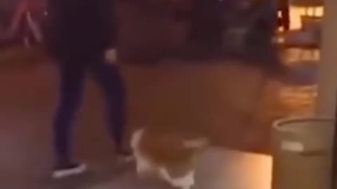 Funniest Cats 😹 - Don-t try to hold back Laughter 😂 - Funny Cats Life 12