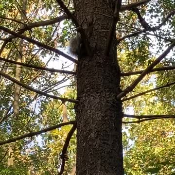 Squirrel Climbing