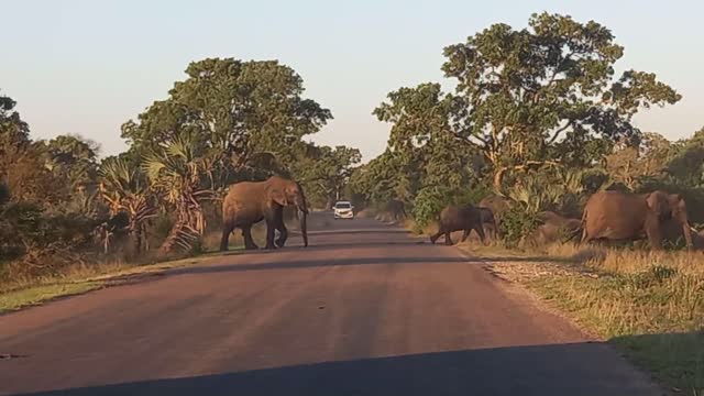 Elephant Crossing