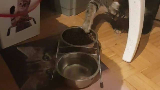 Funny CAT Minko eat's like a human