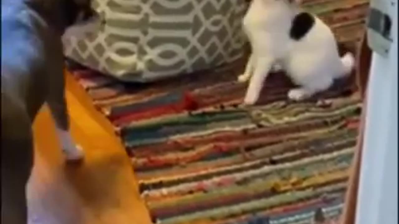 Cute cat funny moments