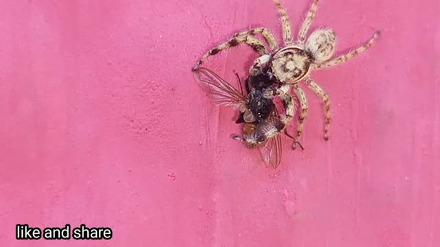 White Spider Hunting a Fly and Eating