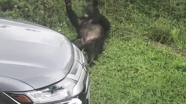 Itchy Bear Lays Back for a Scratch