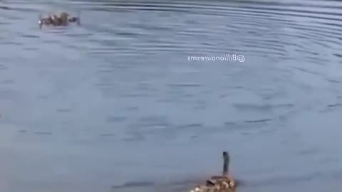 Mother Duck Adopts Orphaned Ducklings Without Any Hesitation