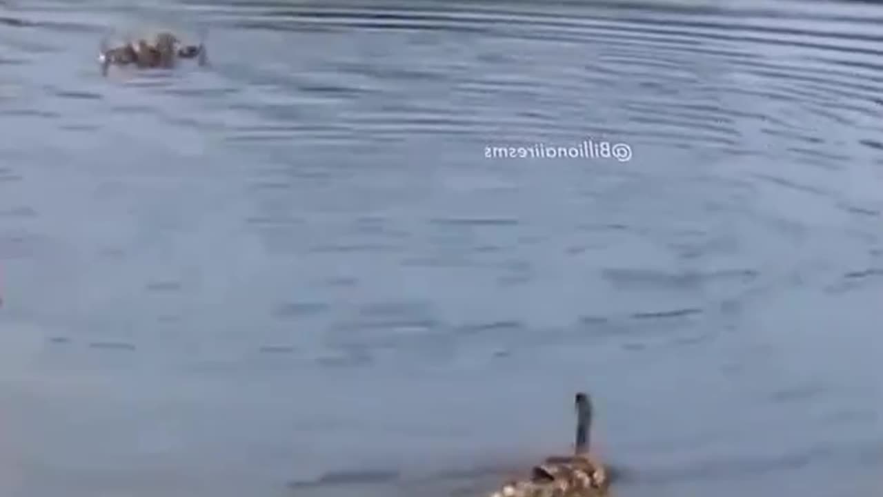 Mother Duck Adopts Orphaned Ducklings Without Any Hesitation