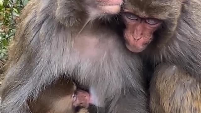 Mother Monkey and Father Monkey prayed silently for their baby monkey