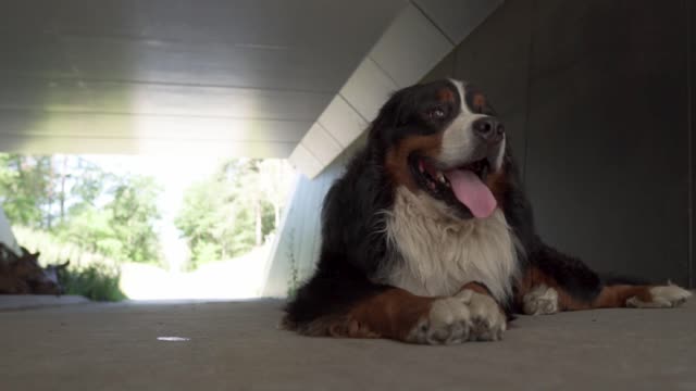A very beautiful dog is just around the corner.
