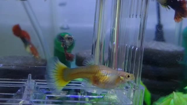 The birth of fish guppies