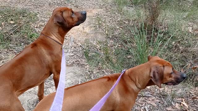 Powerful Rhodesian Ridgeback Dogs Walk Gently With Lame Little Old Lady